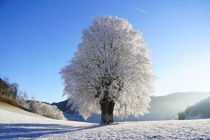Strom v zimě 